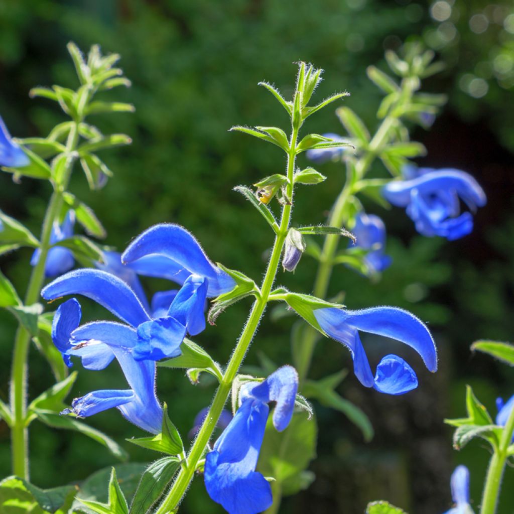 Salvia patens Royal Blue