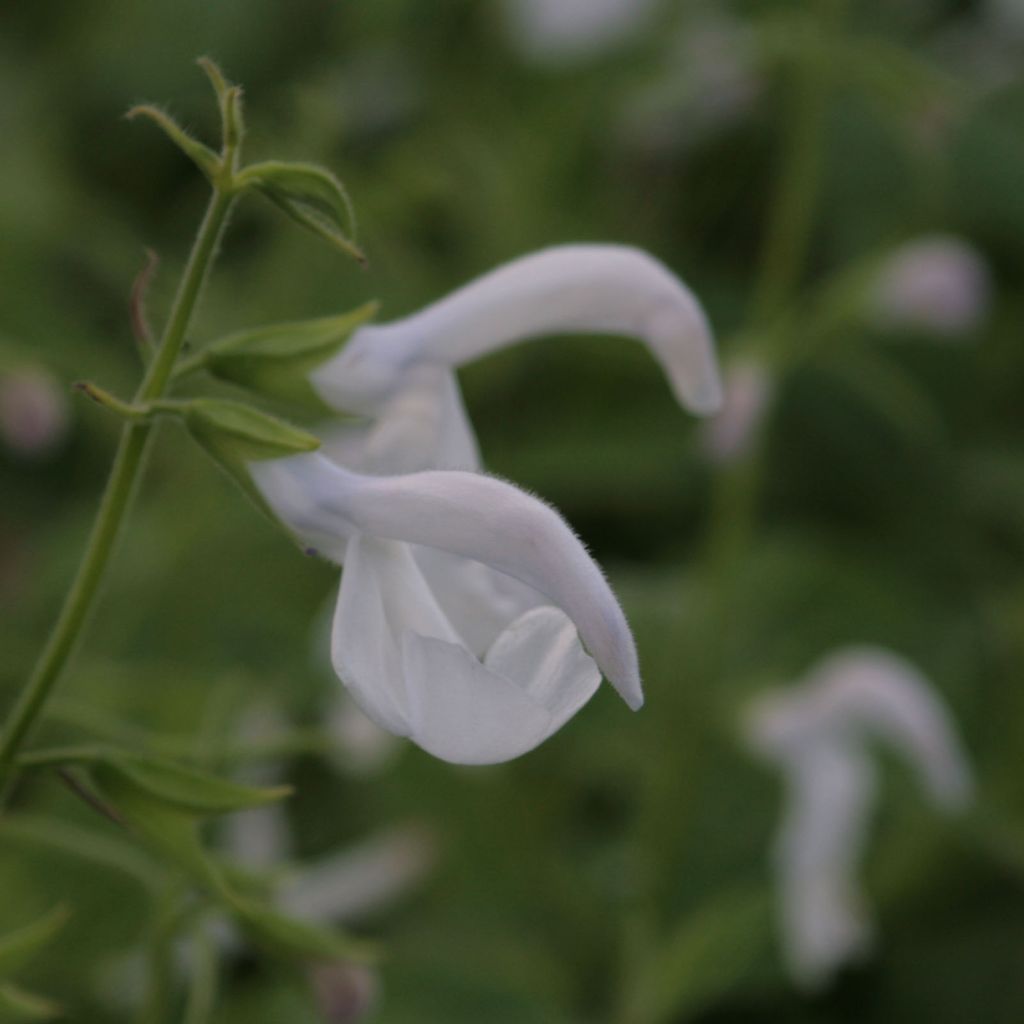 Salvia patens White Trophy - Sauge gentiane blanche