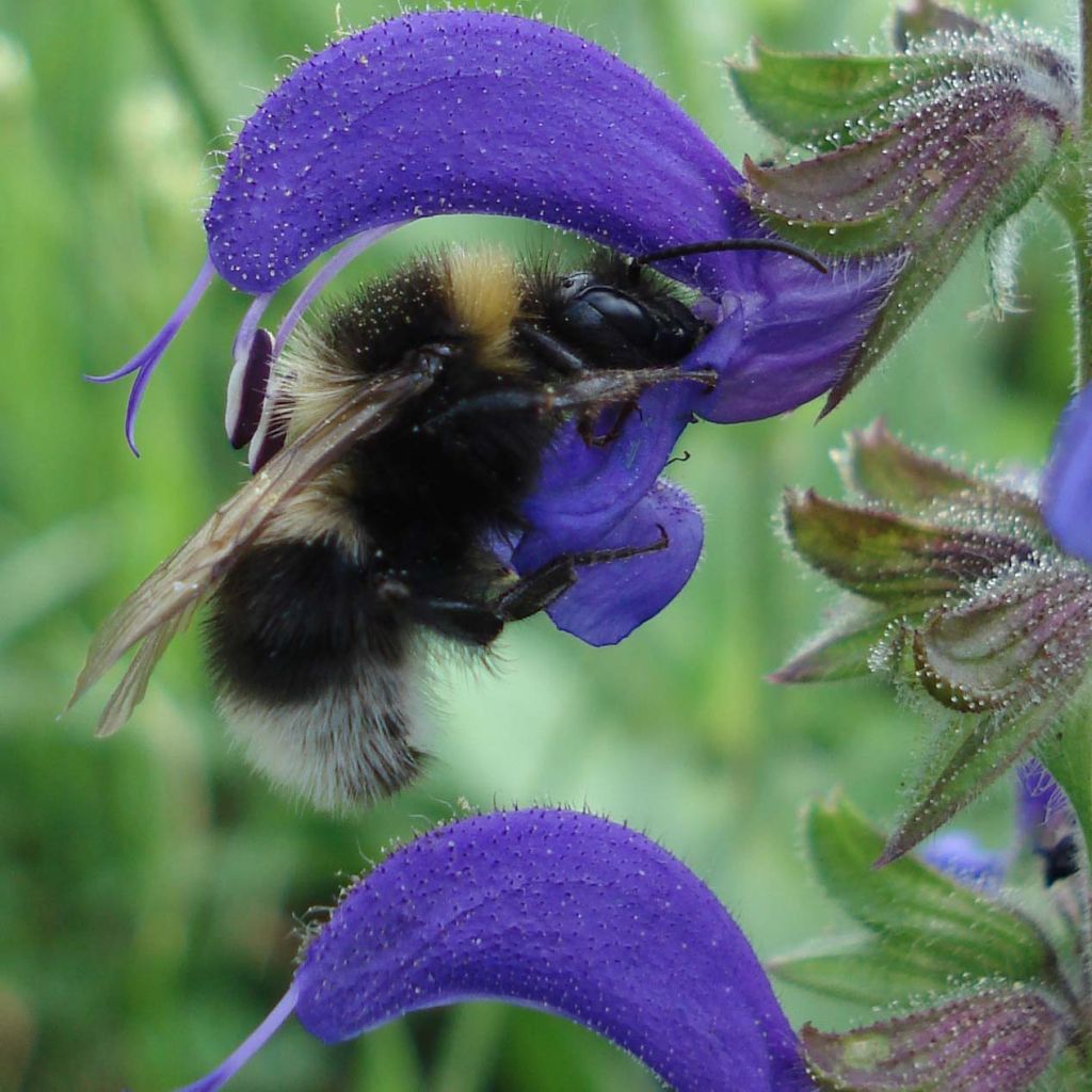 Salvia pratensis - Salvia de prados