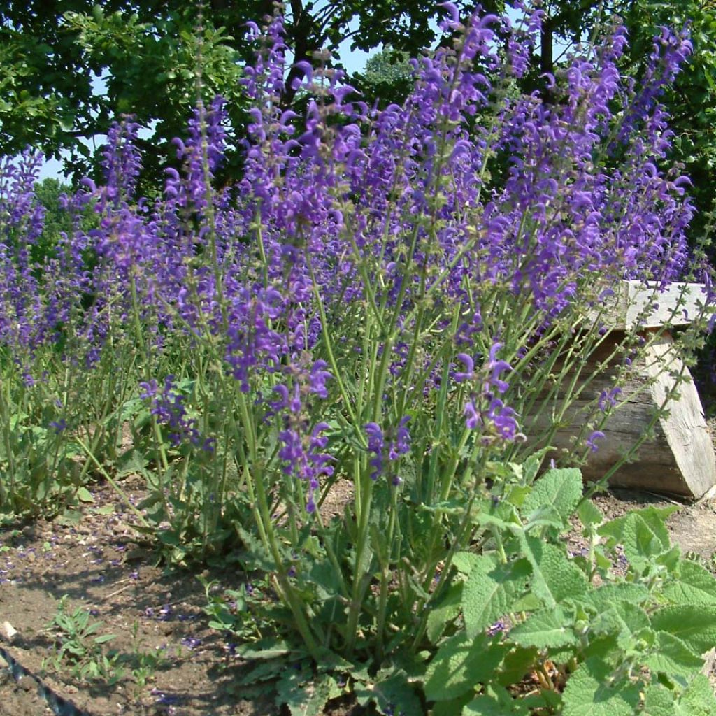 Salvia pratensis - Salvia de prados