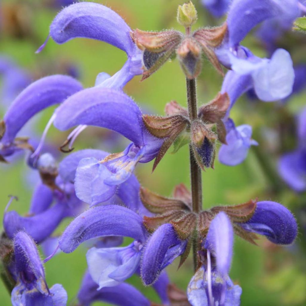 Salvia pratensis - Salvia de prados