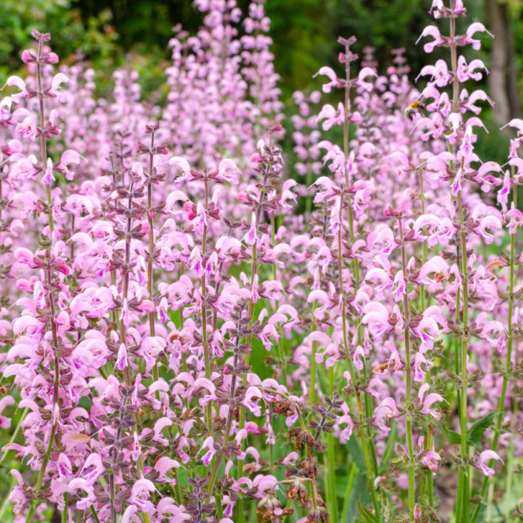 Salvia pratensis Eveline - Salvia de prados