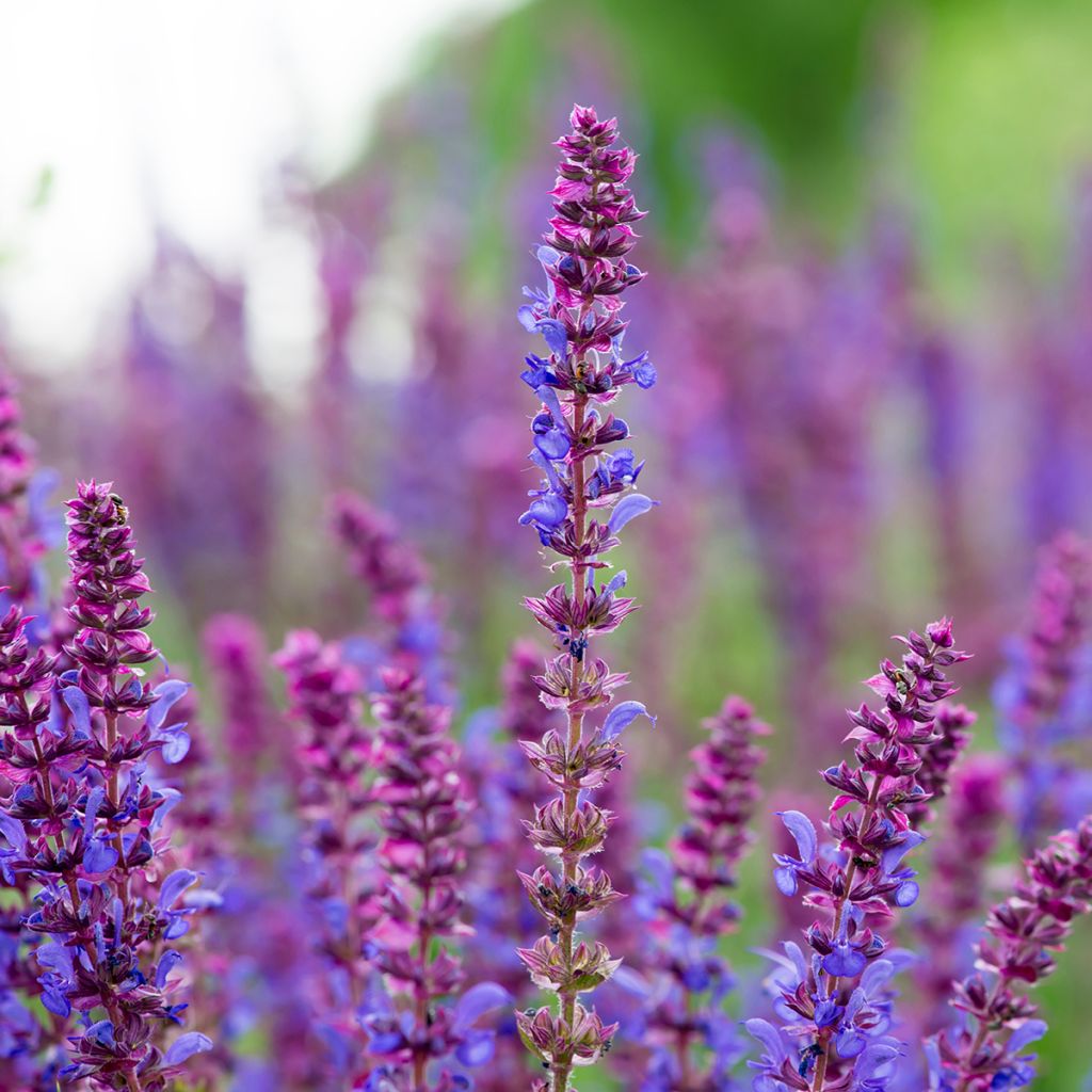 Salvia pratensis Lyrical Blues - Salvia de prados