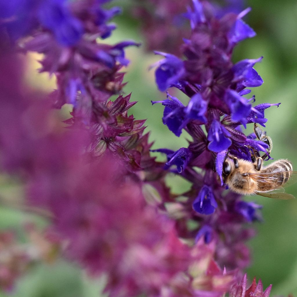 Salvia pratensis Lyrical Blues - Salvia de prados