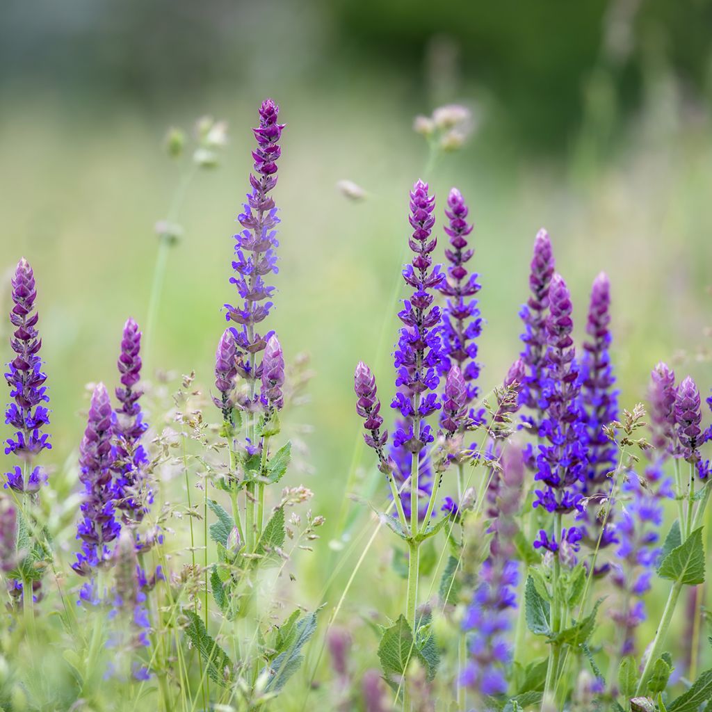 Salvia pratensis Lyrical Blues - Salvia de prados