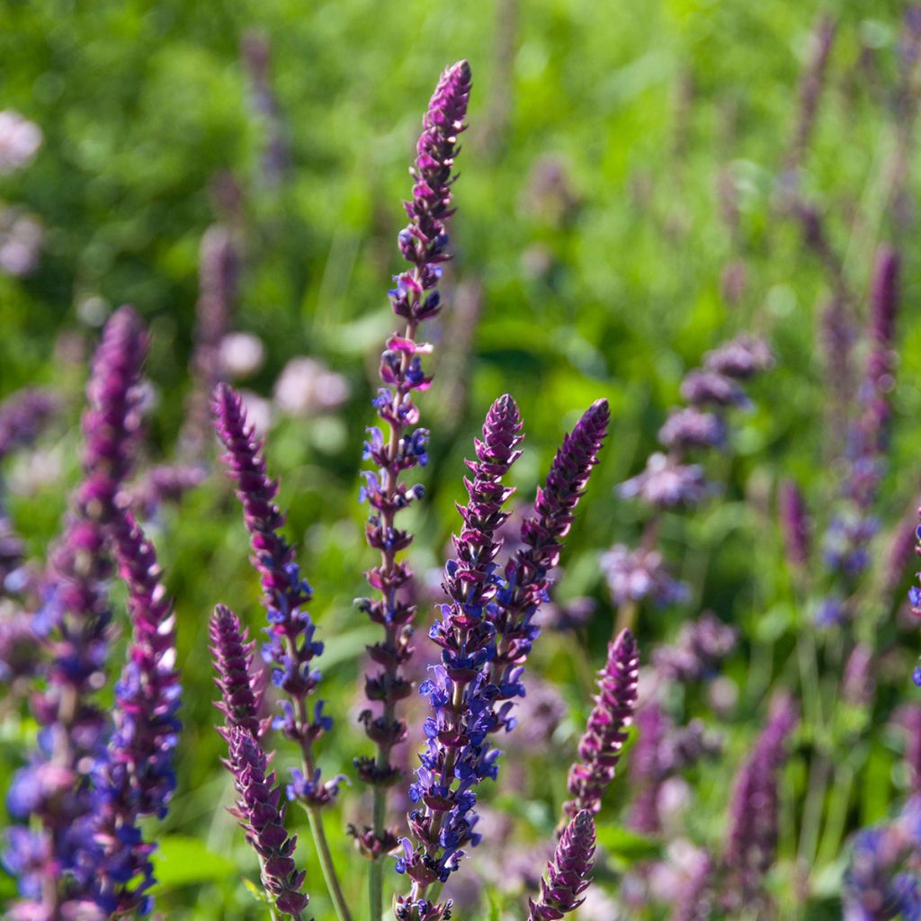 Salvia pratensis Lyrical Blues - Salvia de prados