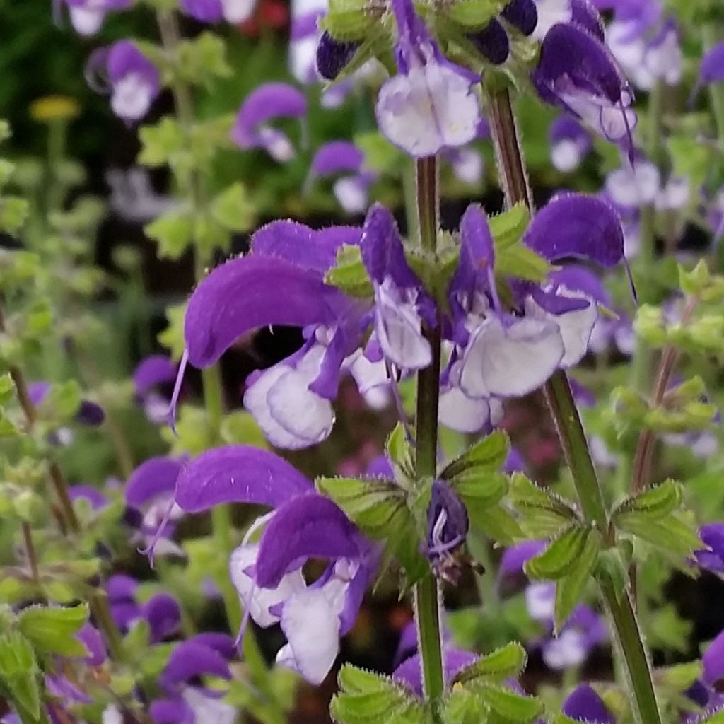 Salvia pratensis Madeline - Salvia de prados