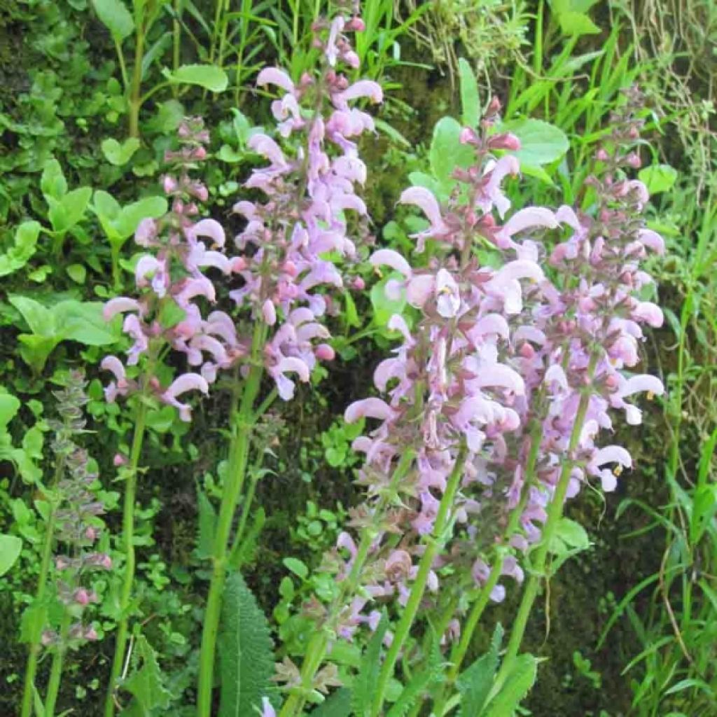 Sauge des prés - Salvia pratensis Pink Delight®