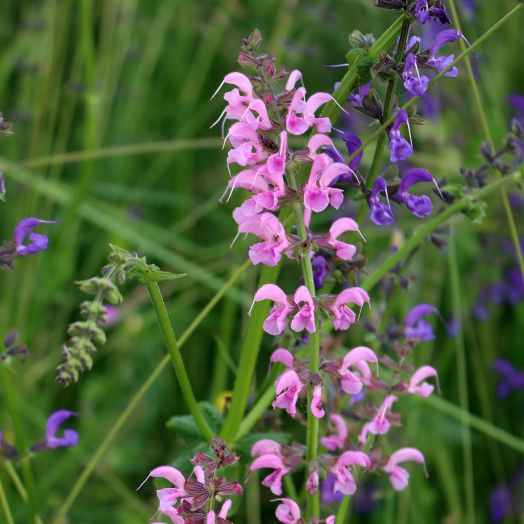 Salvia pratensis Rose Rhapsody - Sauge des près