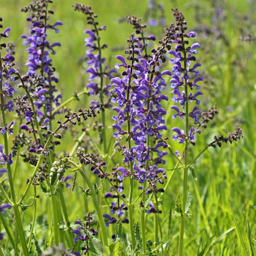 Salvia pratensis - Salvia de prados