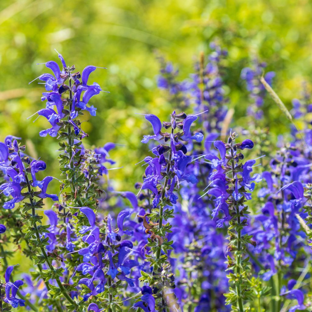 Salvia pratensis - Salvia de prados