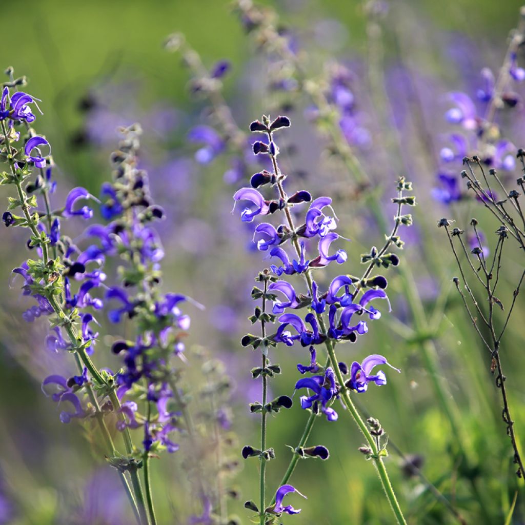 Salvia pratensis - Salvia de prados