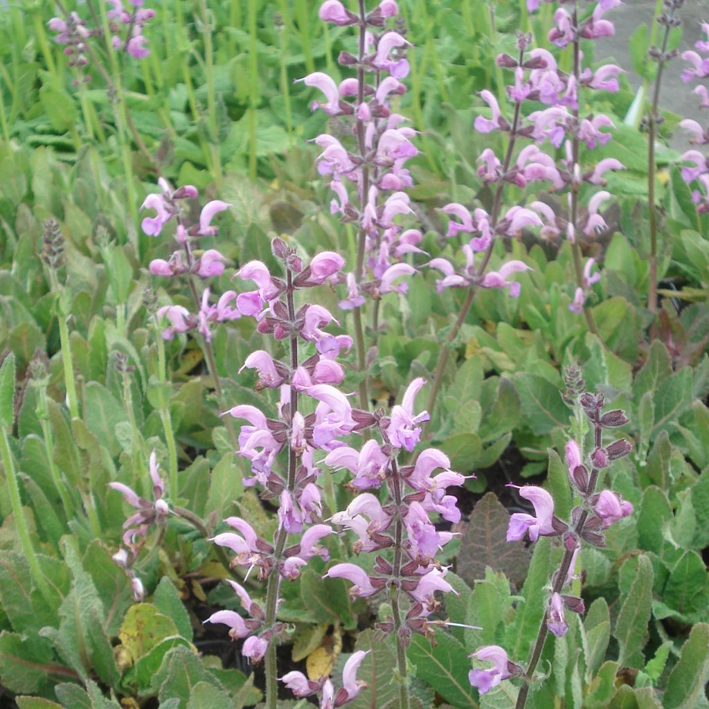 Salvia pratensis Eveline - Salvia de prados