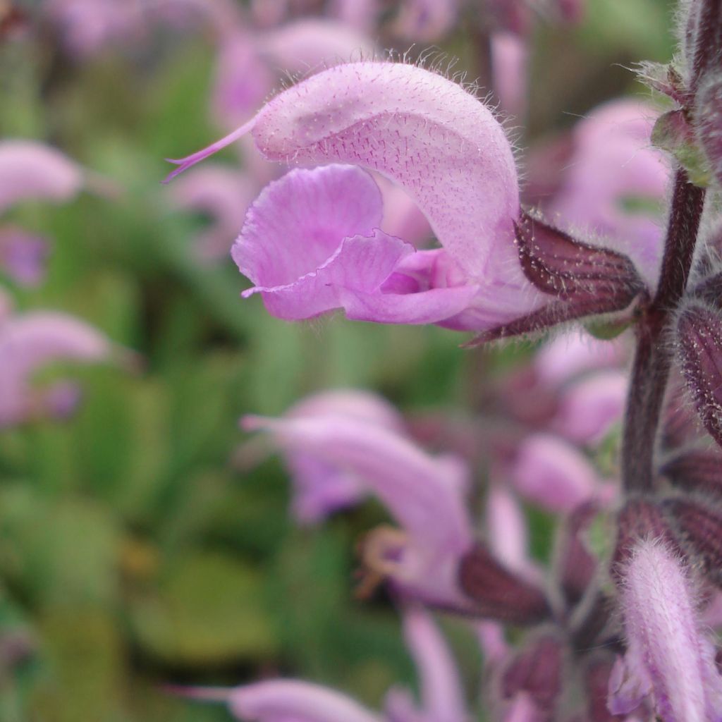 Salvia pratensis Eveline - Salvia de prados