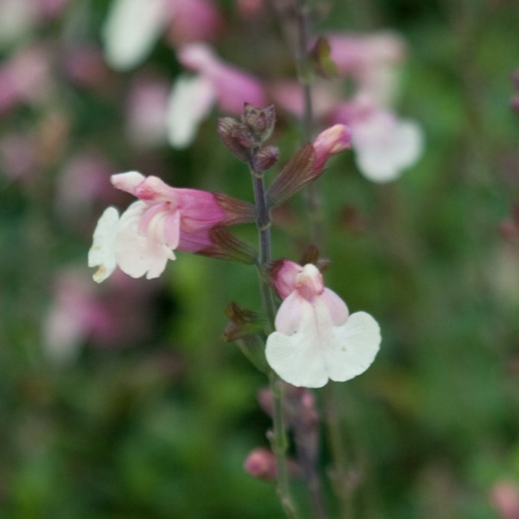 Salvia jamensis Sierra San Antonio