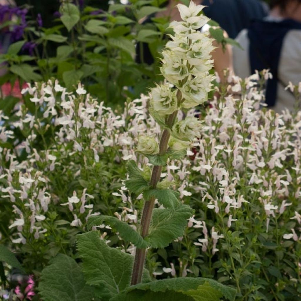 Esclarea Vatican White - Salvia sclarea