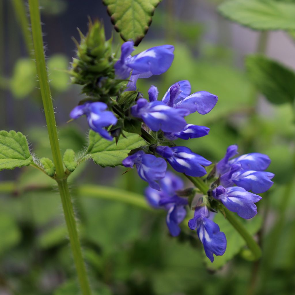 Salvia setulosa