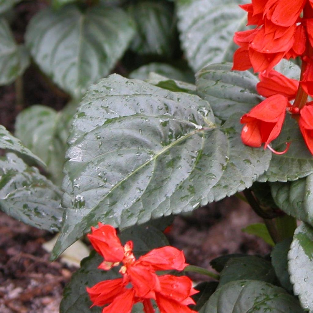 Salvia splendens Carambita - Banderilla