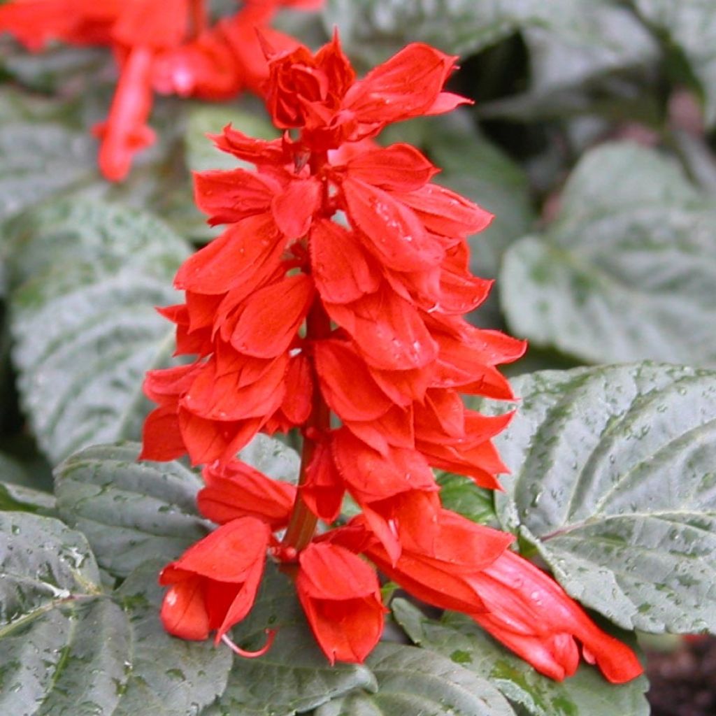 Salvia splendens Carambita - Banderilla