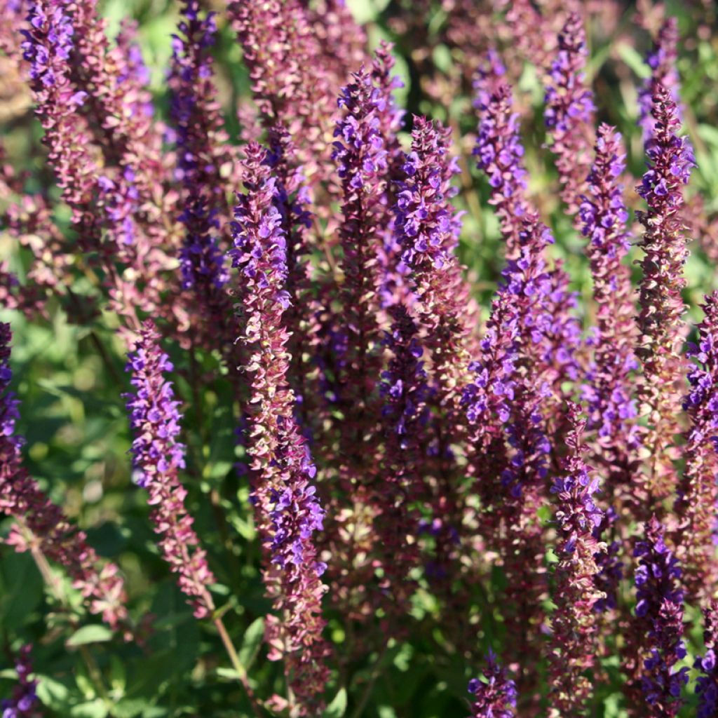 Salvia superba Reine Bleue