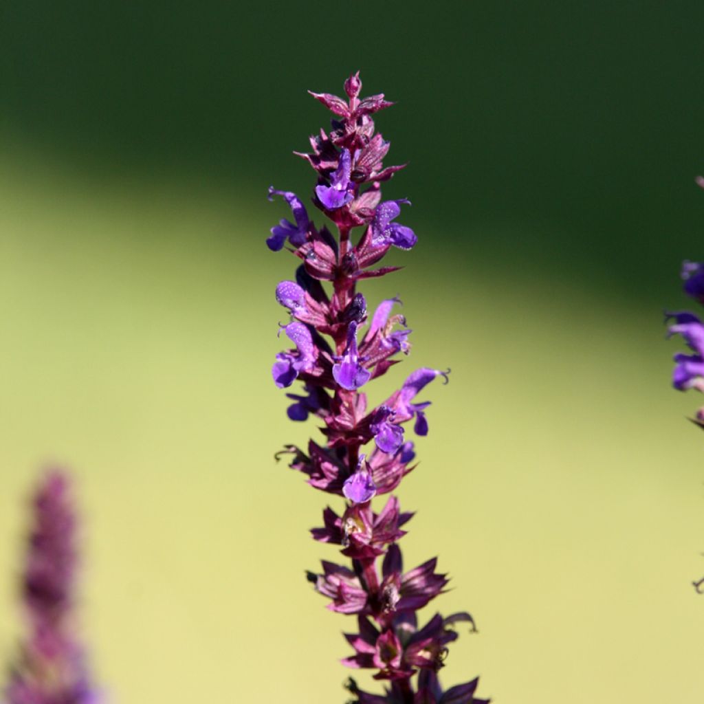 Salvia superba Reine Bleue