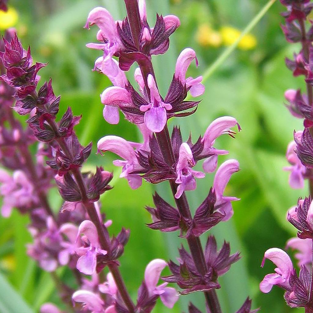 Salvia superba Reine Rose