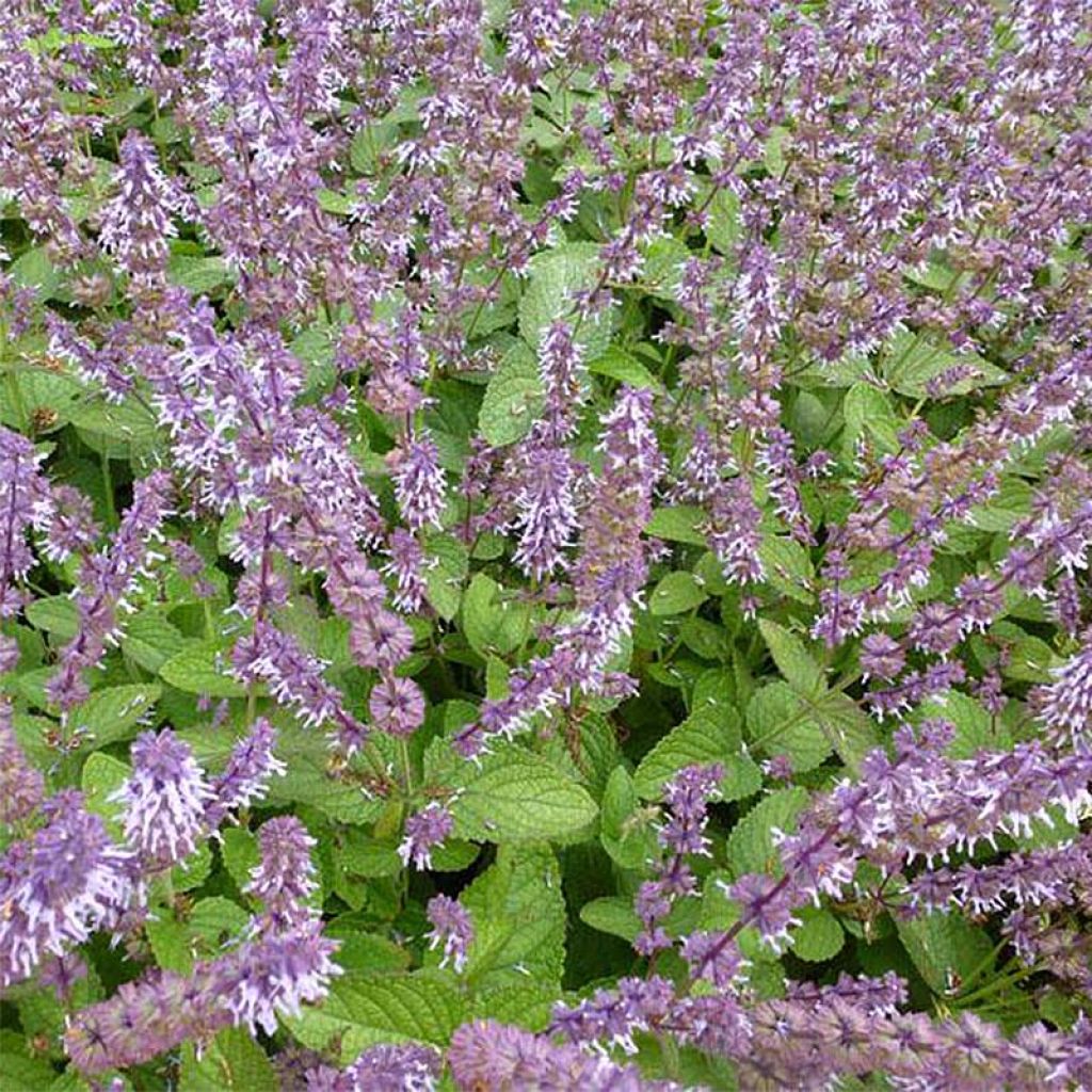 Salvia verticillata Hannay's Blue