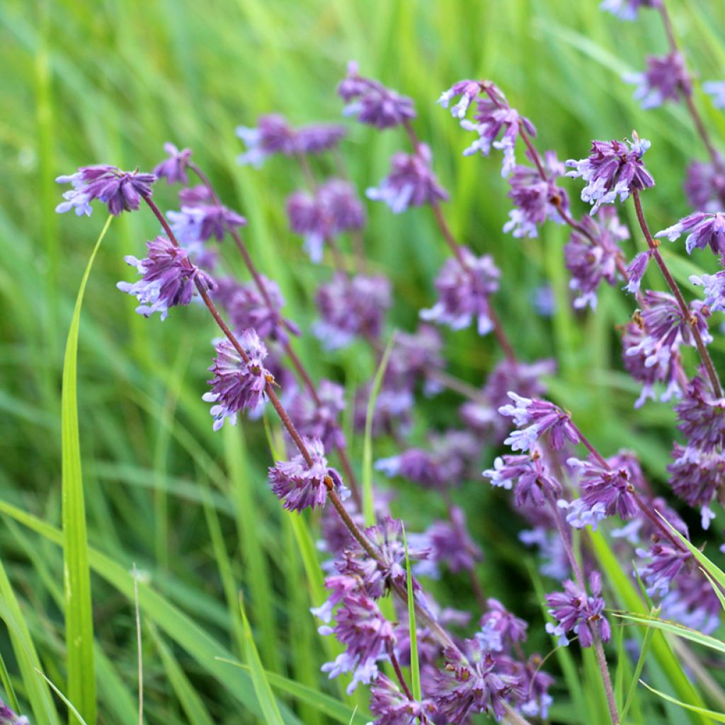 Salvia verticillata Hannay's Blue