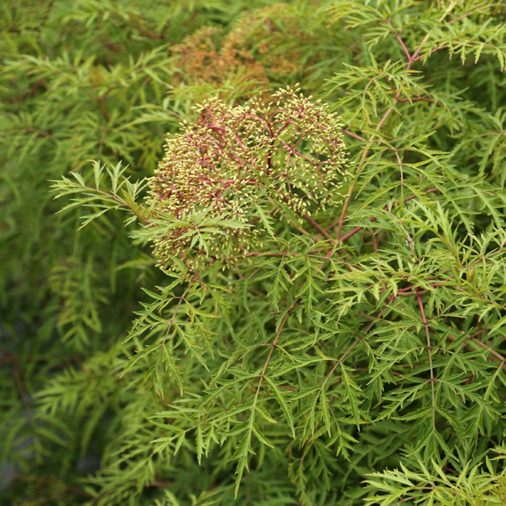 Saúco de Canadá Acutiloba - Sambucus canadensis