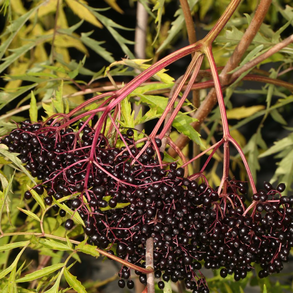 Saúco de Canadá Acutiloba - Sambucus canadensis