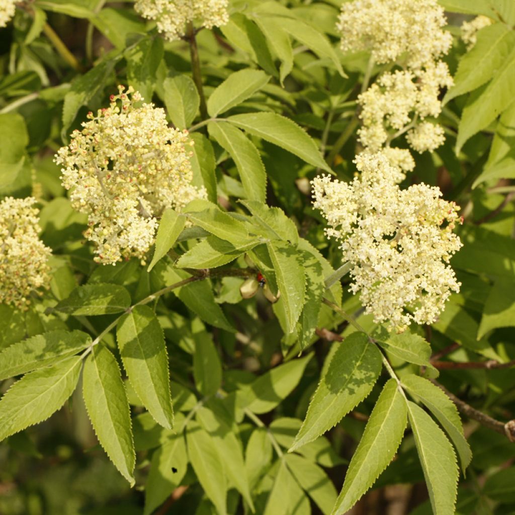 Sambucus miquelii