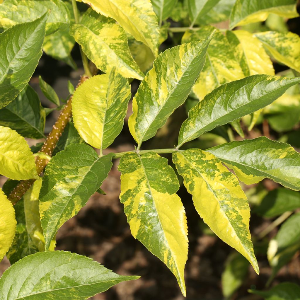 Saúco negro Anatole - Sambucus nigra