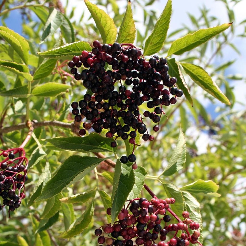 Sureau noir  - Sambucus nigra Aurea