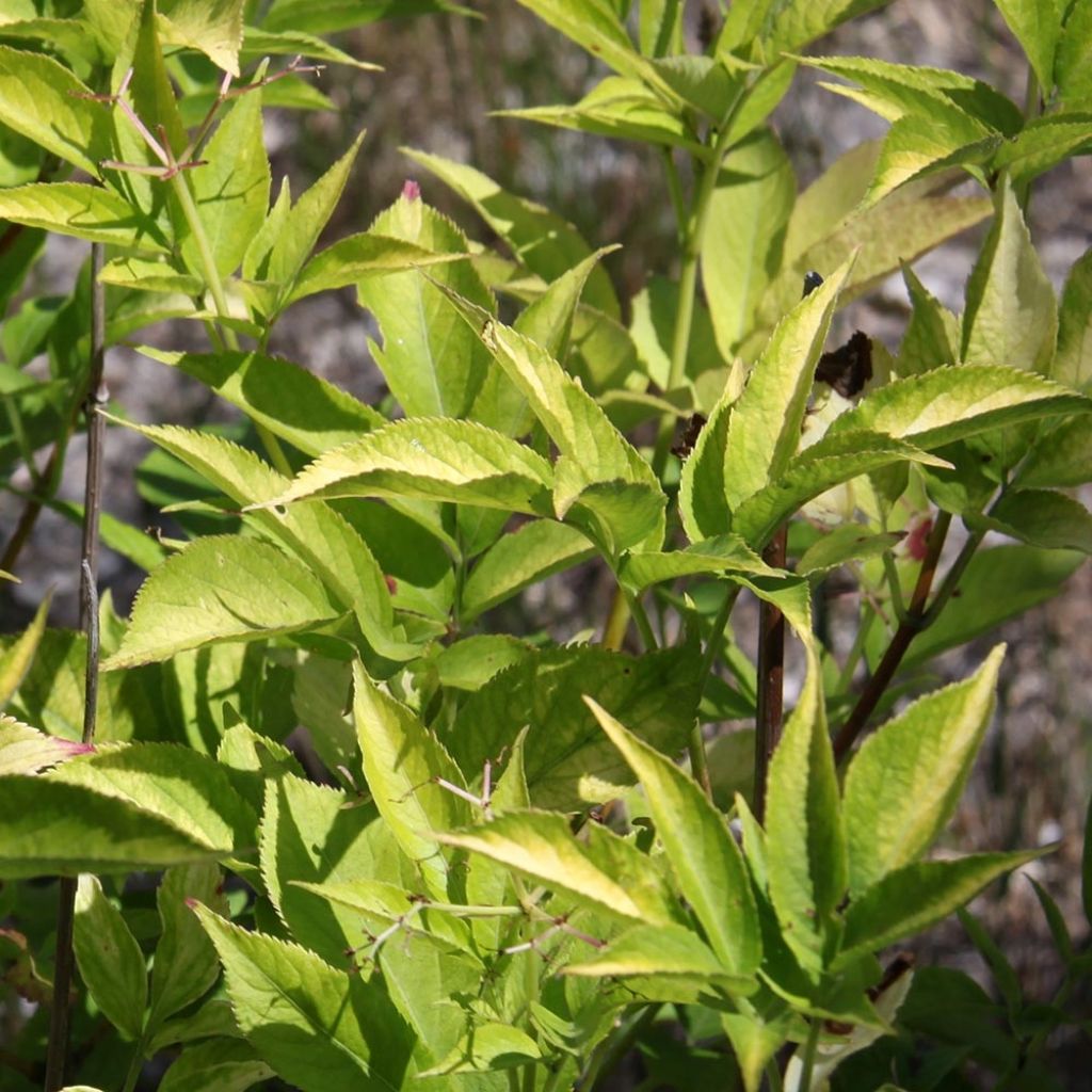 Sureau noir  - Sambucus nigra Aurea