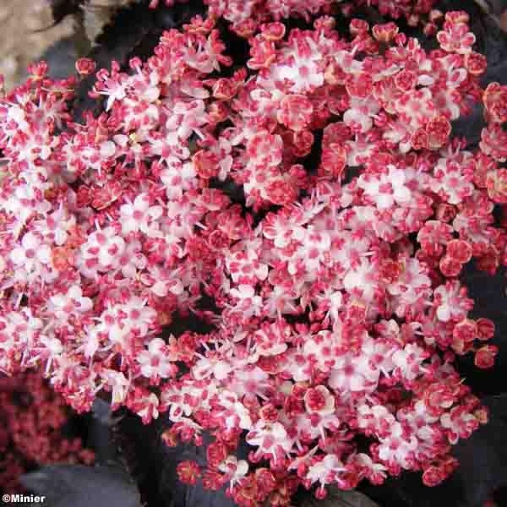 Saúco negro Black Tower - Sambucus nigra