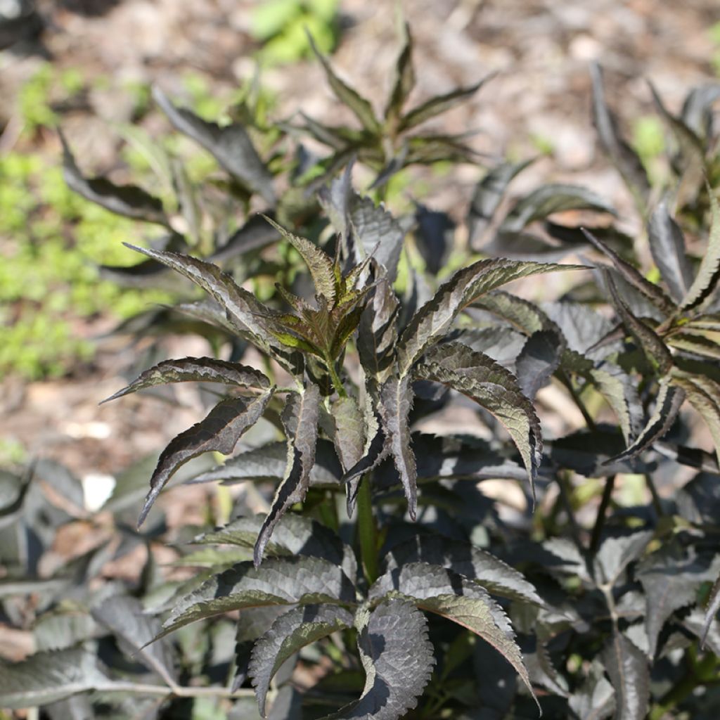 Saúco negro - Blue Sheen - Sambucus nigra