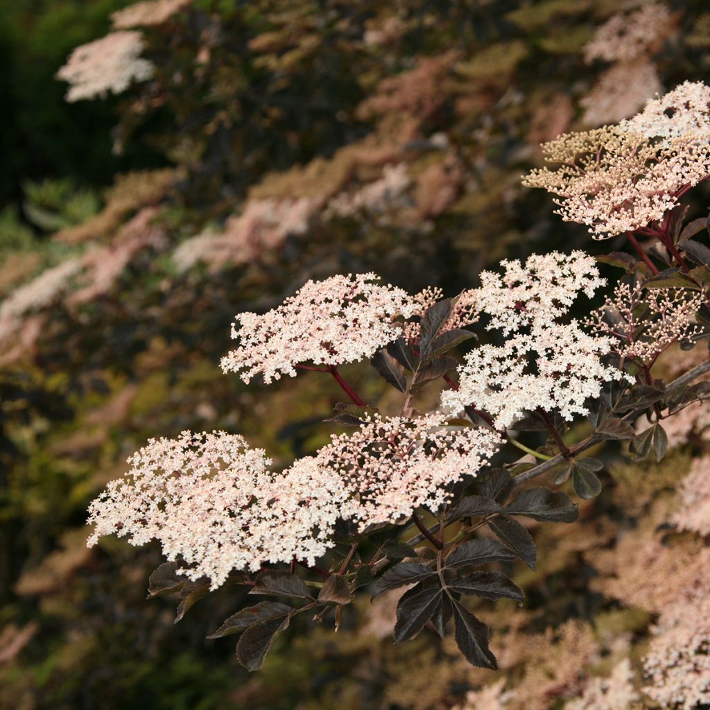 Saúco negro Guincho Purple - Sambucus nigra