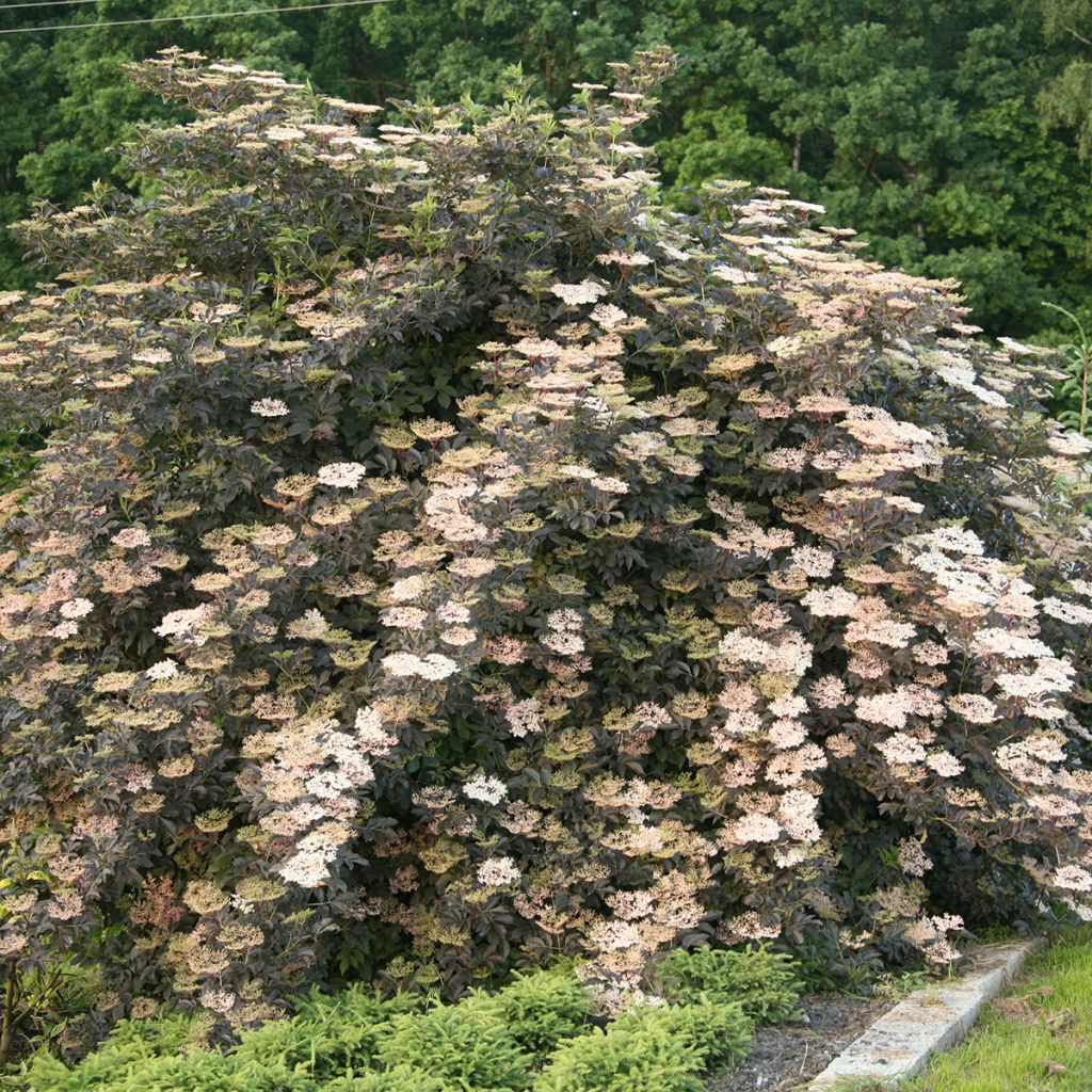 Saúco negro Guincho Purple - Sambucus nigra