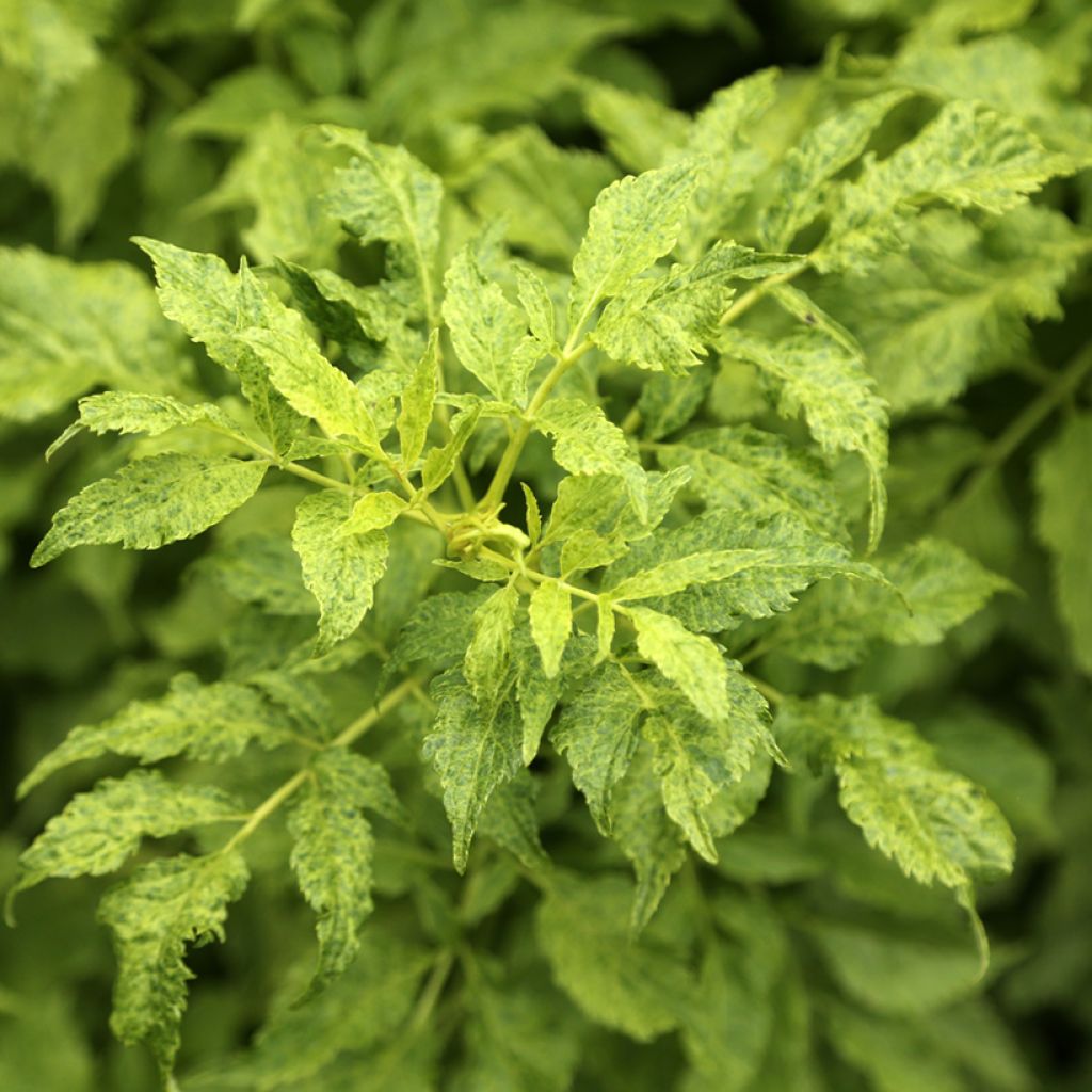 Sureau noir panaché - Sambucus nigra Luteovariegata