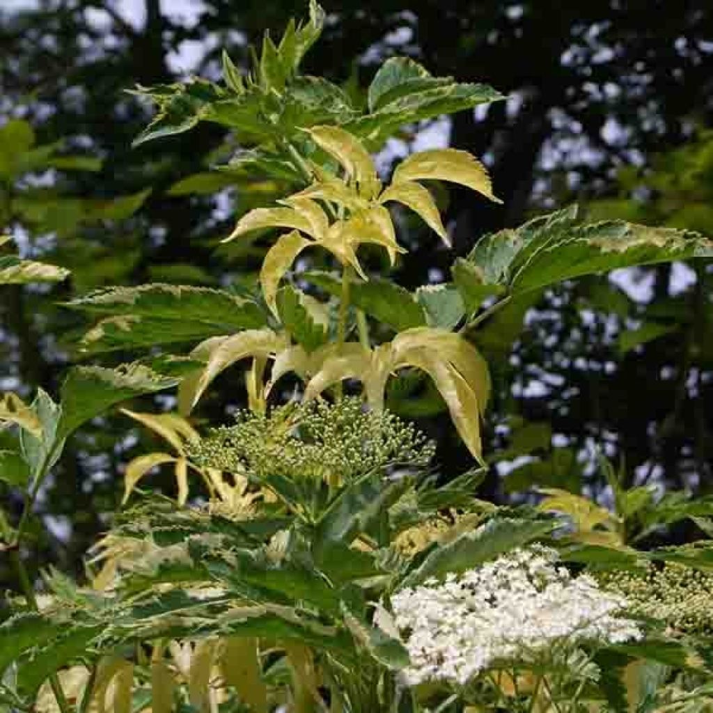 Saúco negro Madonna - Sambucus nigra