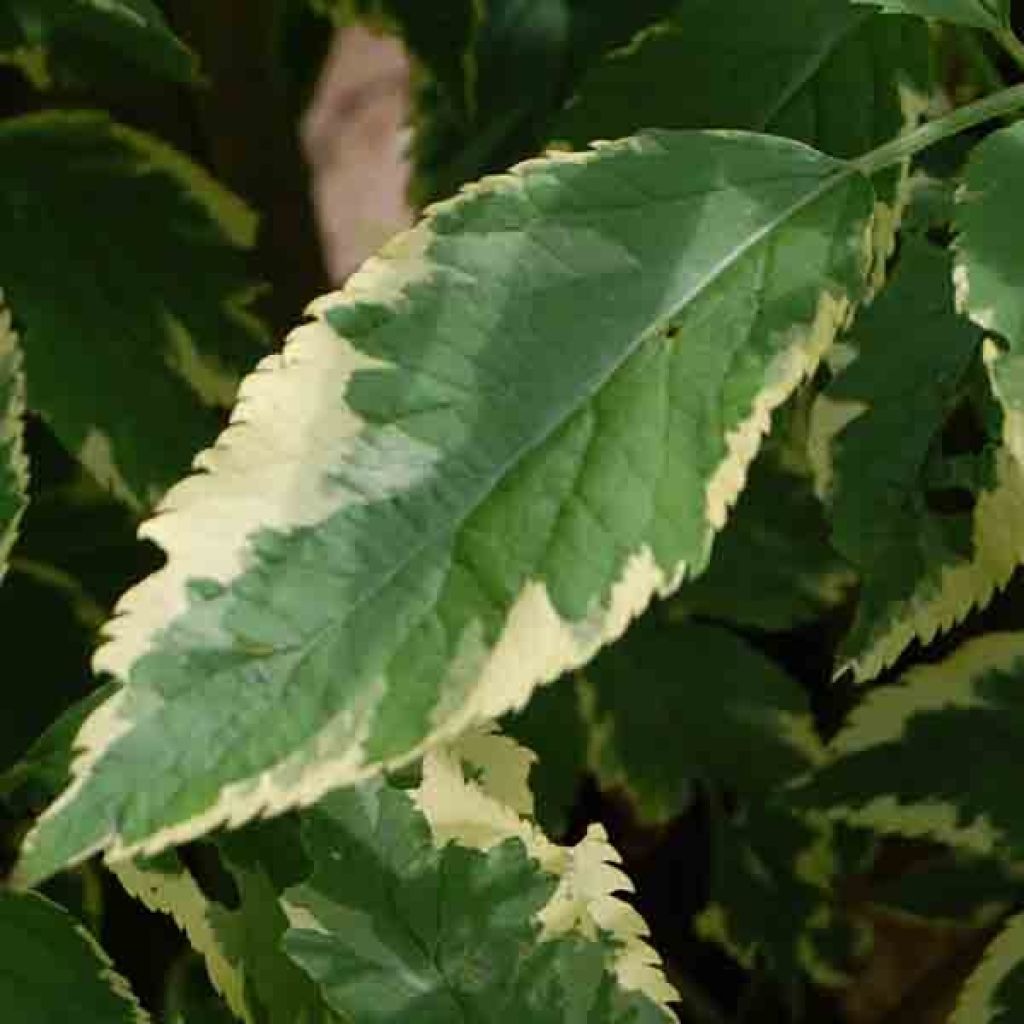 Saúco negro Madonna - Sambucus nigra