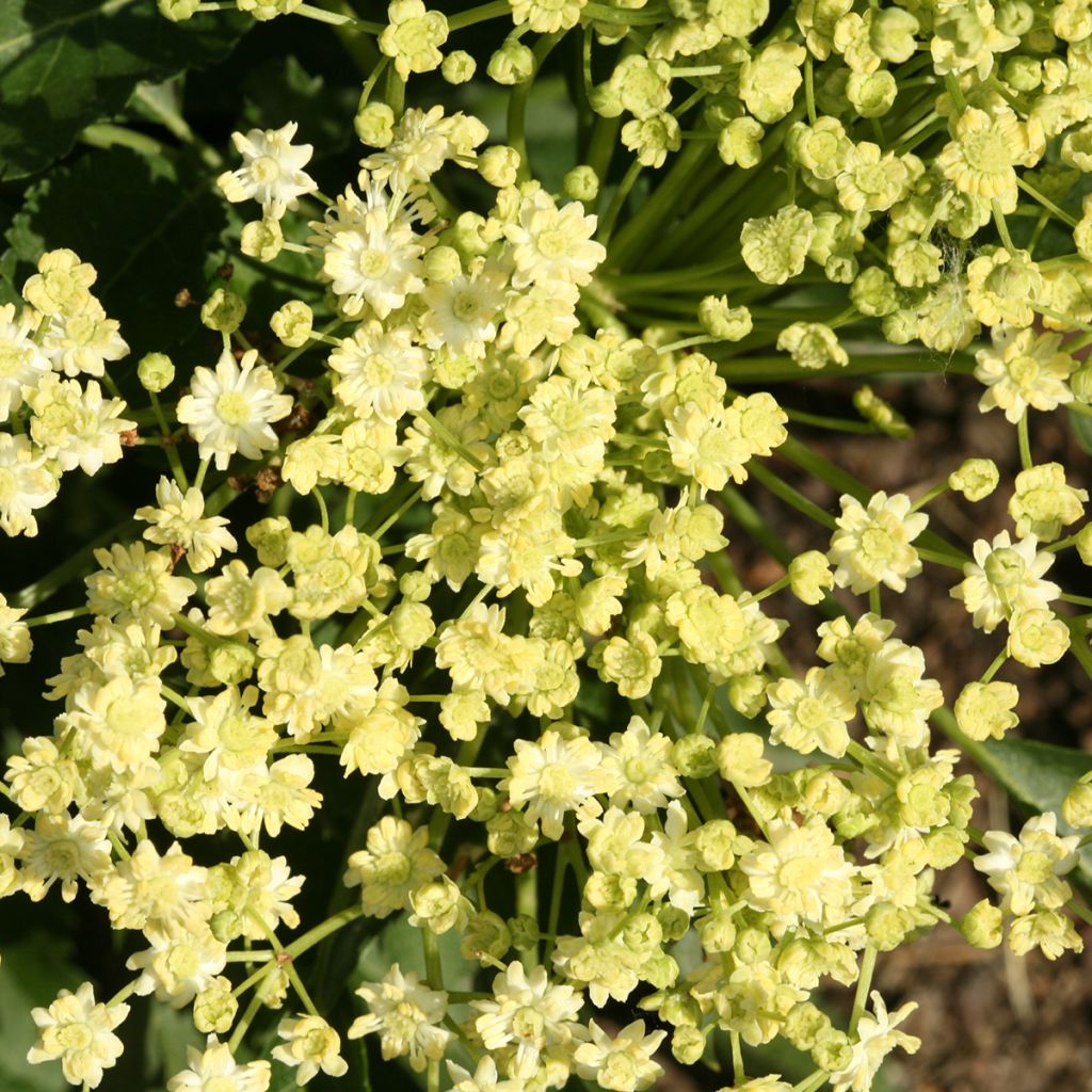 Saúco negro Monstrosa - Sambucus nigra