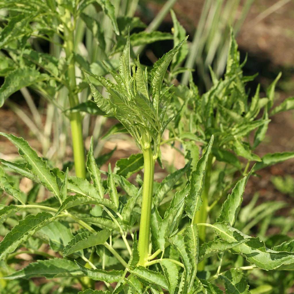 Saúco negro Monstrosa - Sambucus nigra