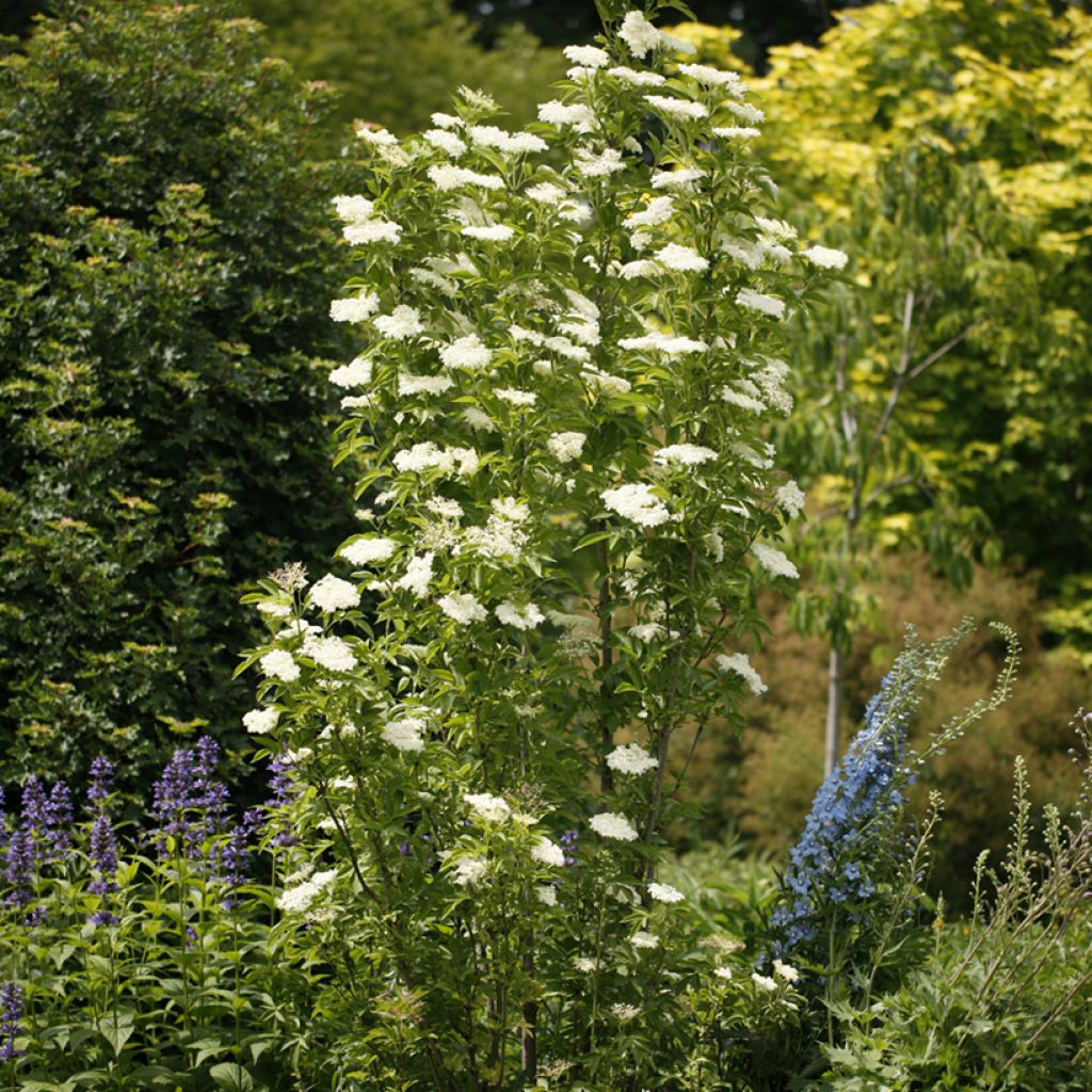 Saúco negro Obelisk - Sambucus nigra