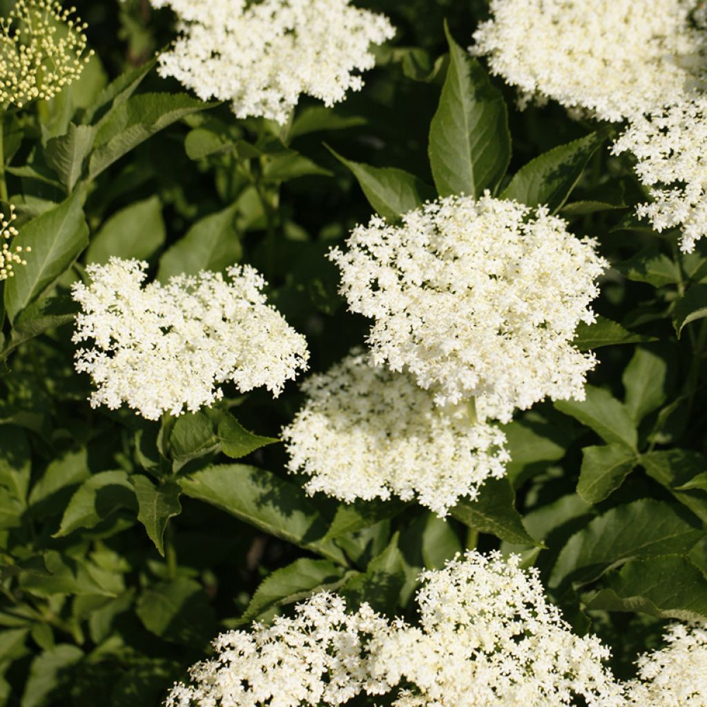 Saúco negro Obelisk - Sambucus nigra