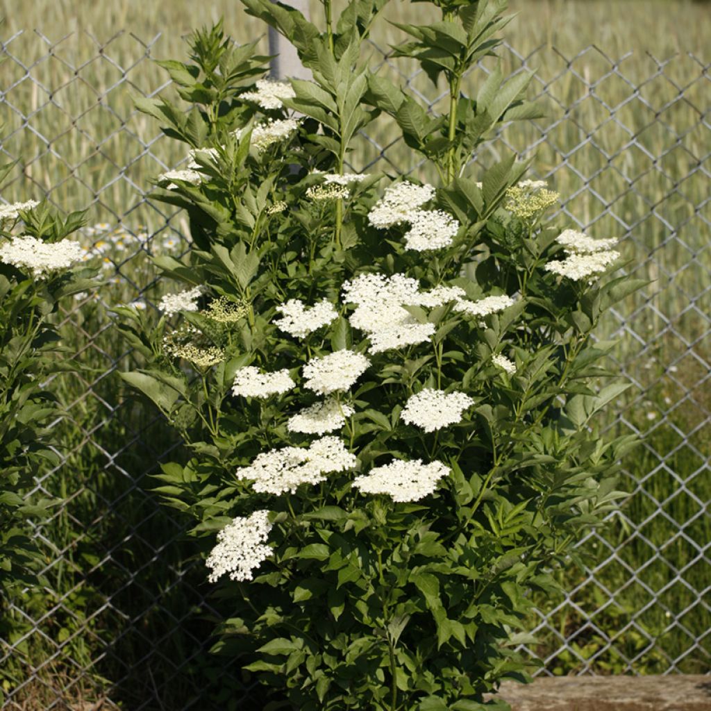 Saúco negro Obelisk - Sambucus nigra