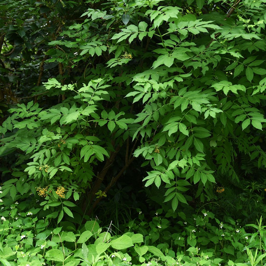 Saúco negro Pendula - Sambucus nigra