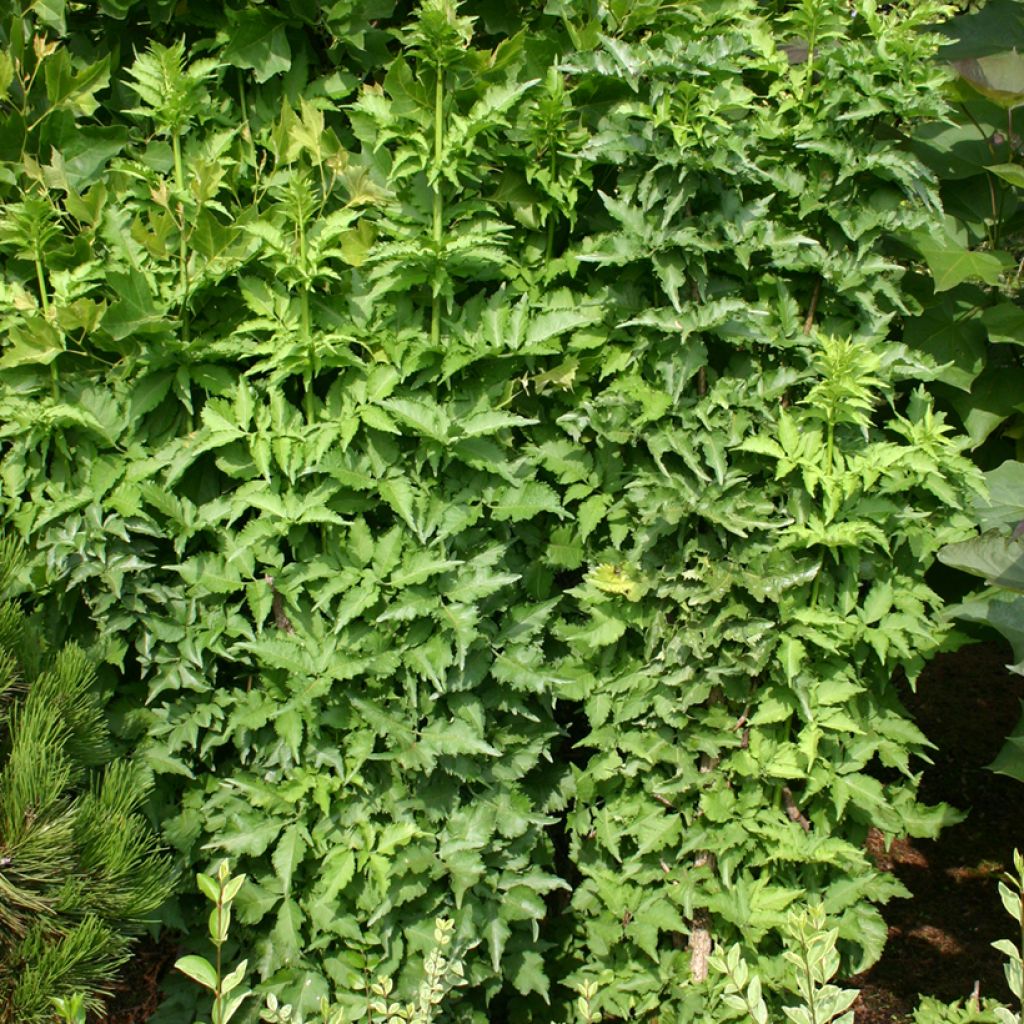 Saúco negro Pyramidalis - Sambucus nigra