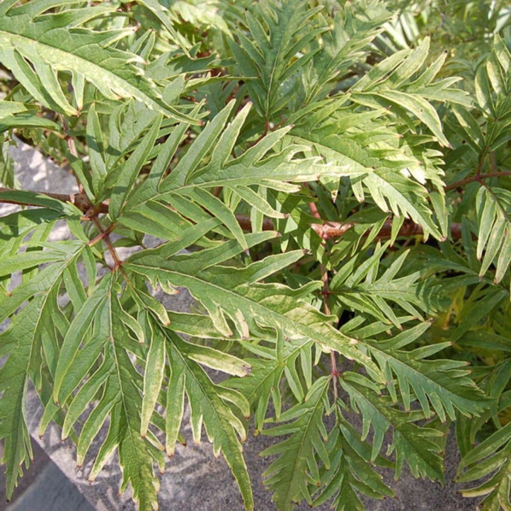 Saúco rojo Sutherland Gold - Sambucus racemosa