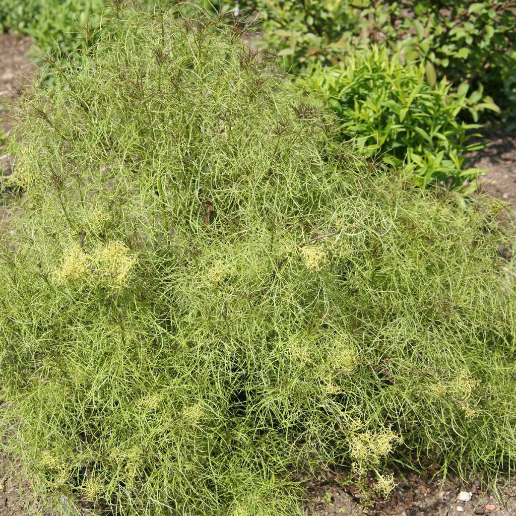 Saúco rojo Tenuifolia - Sambucus racemosa